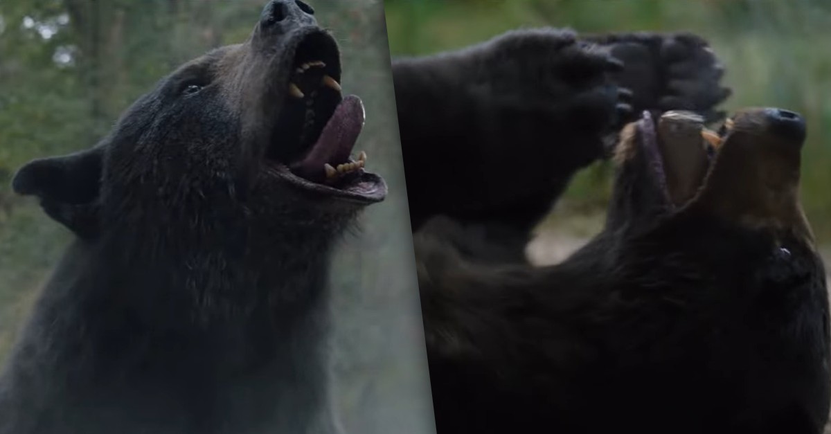 'O Urso do Pó Branco' é baseado em fatos reais; conheça a verdadeira história Pop gshow