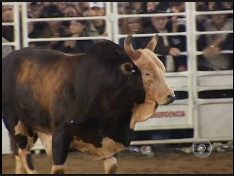 Touro Bandido  Foto: Reproduo/Globo