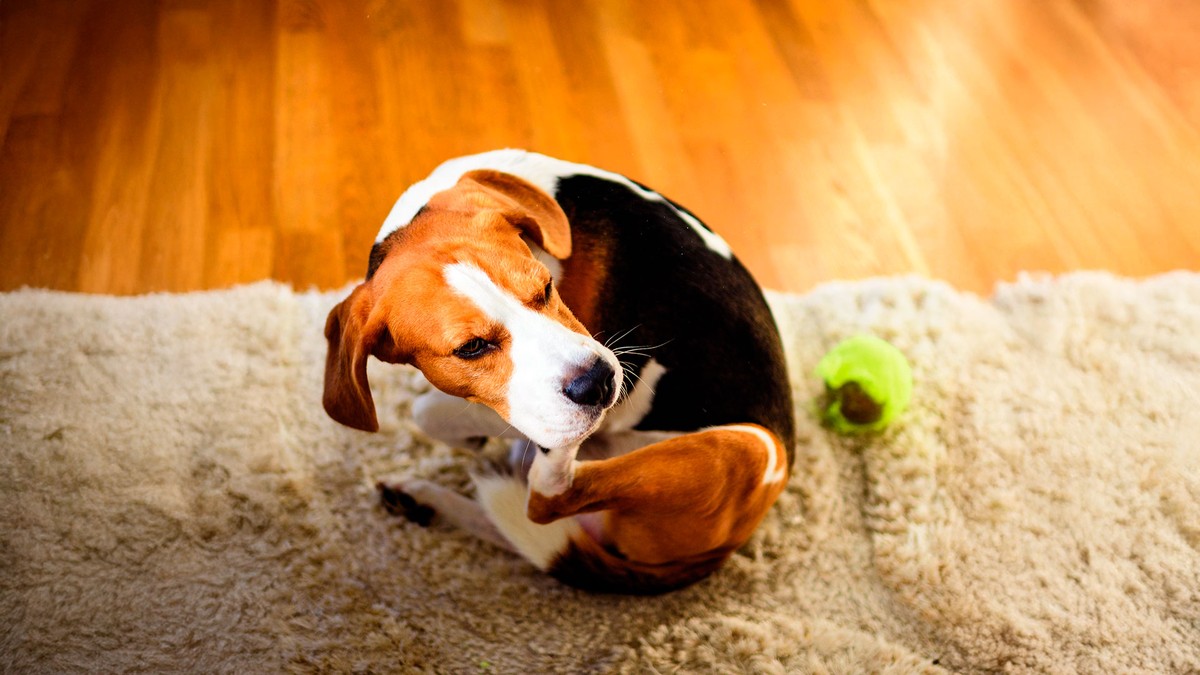 Alívio rápido e seguro para a coceira em cães