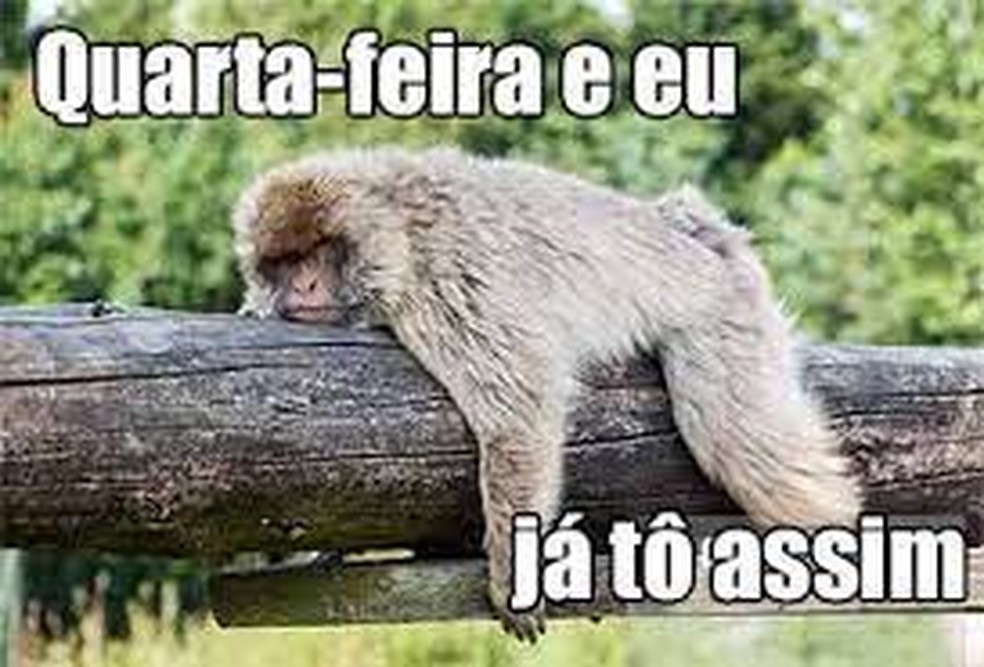 Meme De Quarta Feira