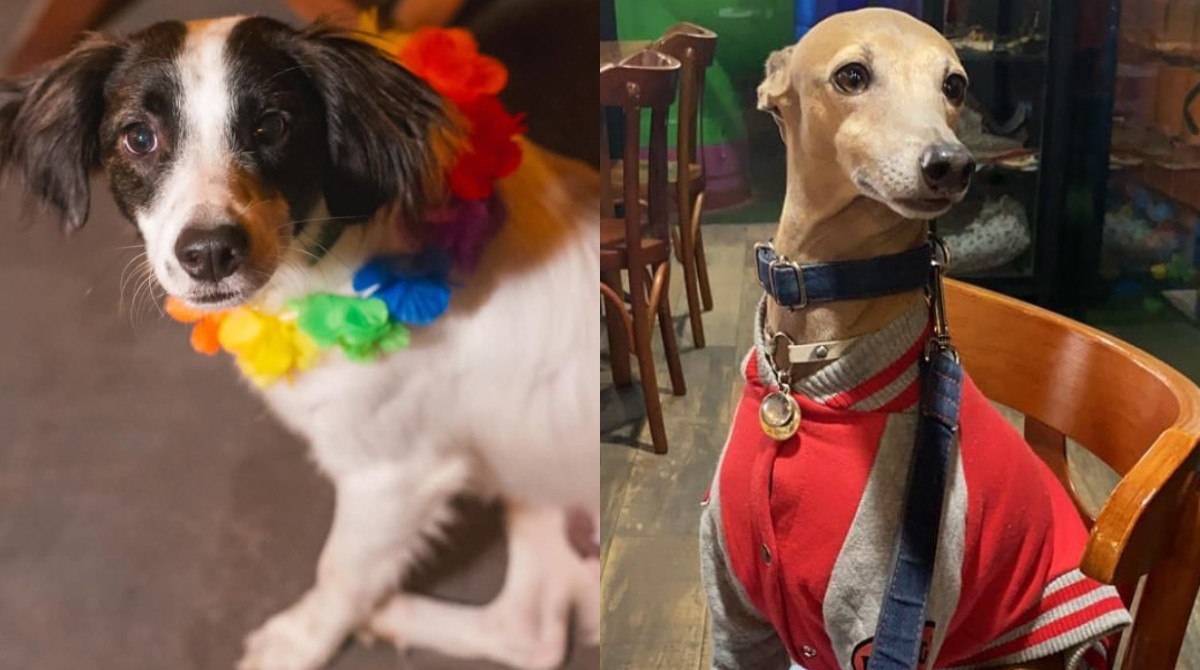 Lindolfo, pet de Samira do BBB 26, faz sucesso nas redes e virou 'aumigo' de Plínio, cachorro de Anitta