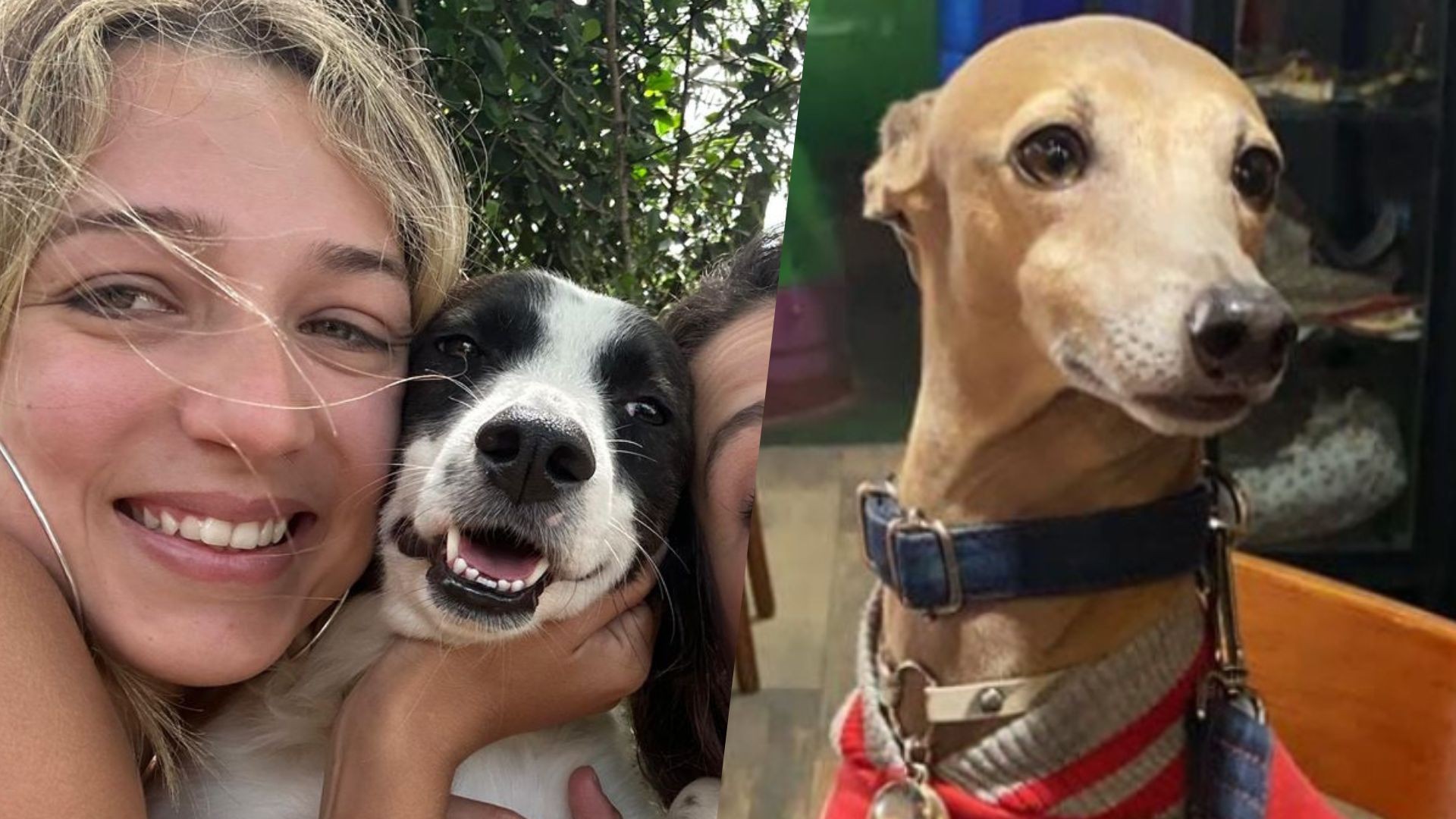 Samira revela detalhes da nova 'perninha' de Lindolfo e amizade do pet com cachorro de Anitta: 'Surtei'
