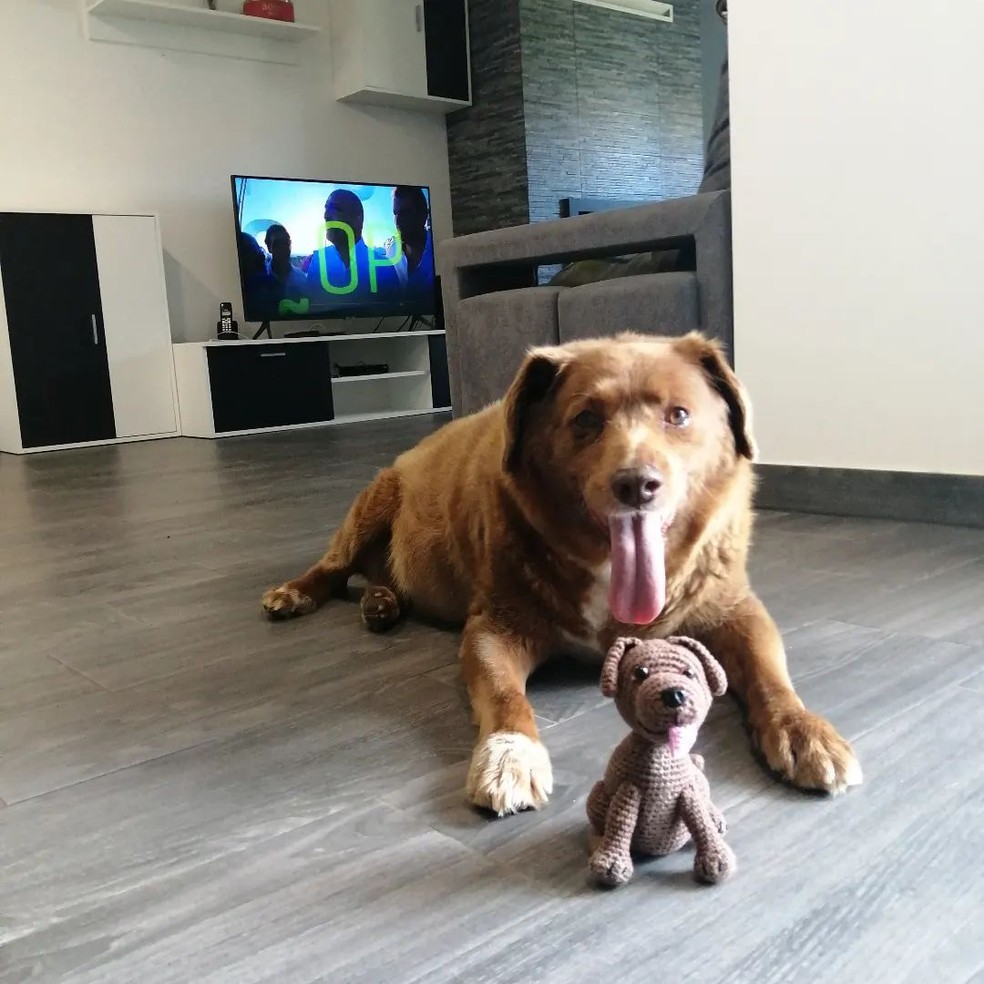 Dono de Bobi, o 'cachorro mais velho do mundo', revela segredo da