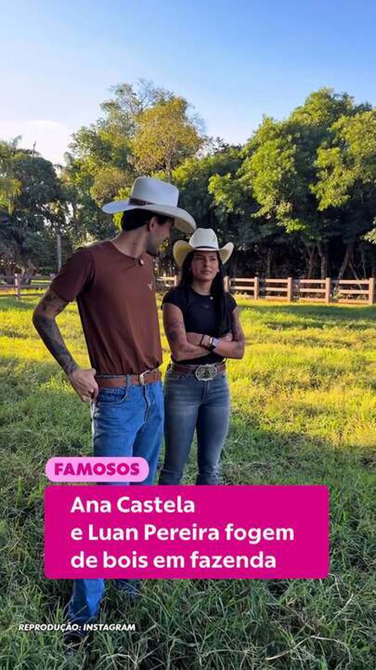 Ana Castela e Luan Pereira tentam gravar meme, mas acabam perseguidos por bois 'brabos': 'Eu não falei?'
