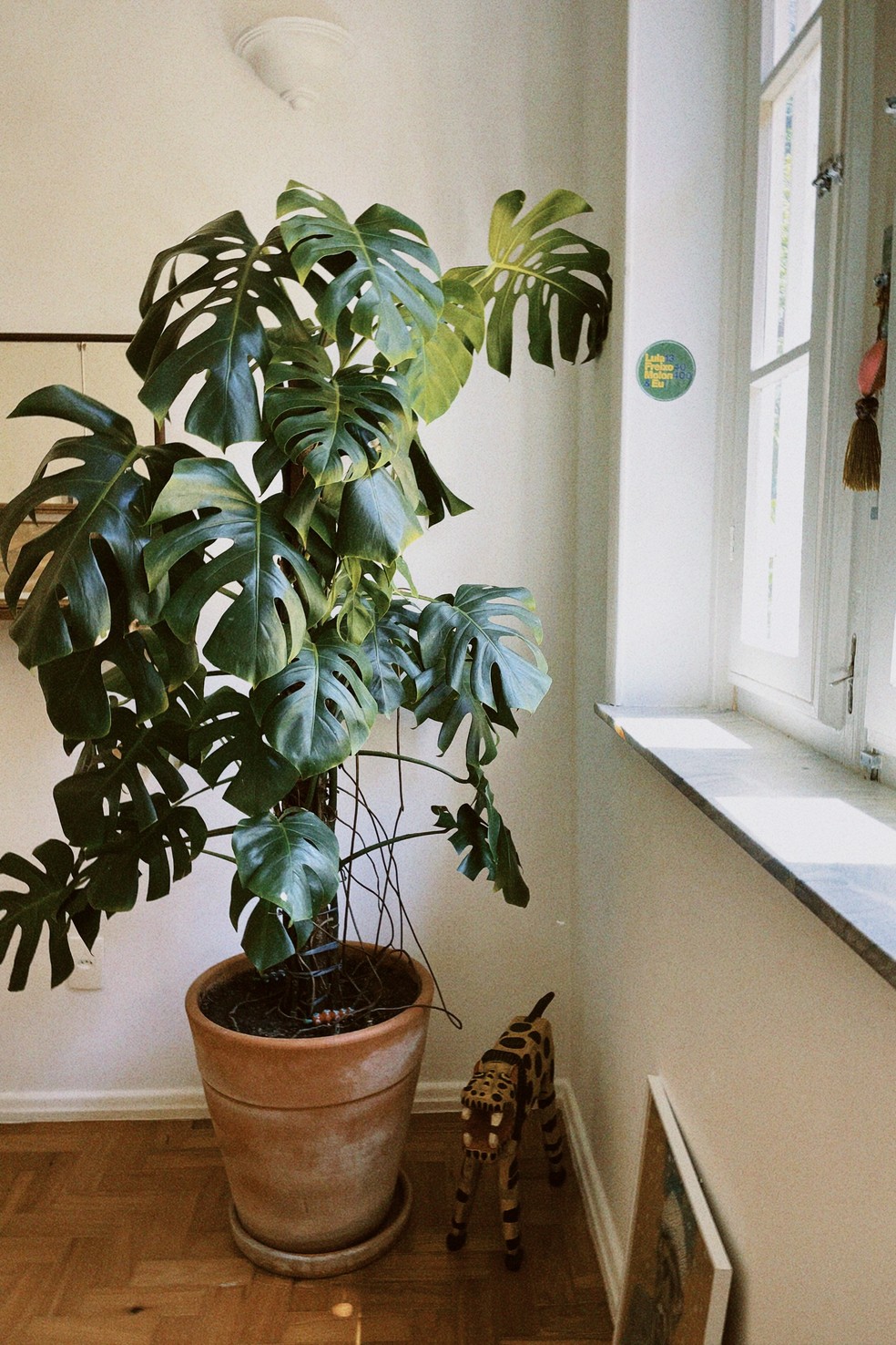 A costela-de-adão enfeita um cantinho do apartamento de Valentina Herszage — Foto: Acervo pessoal