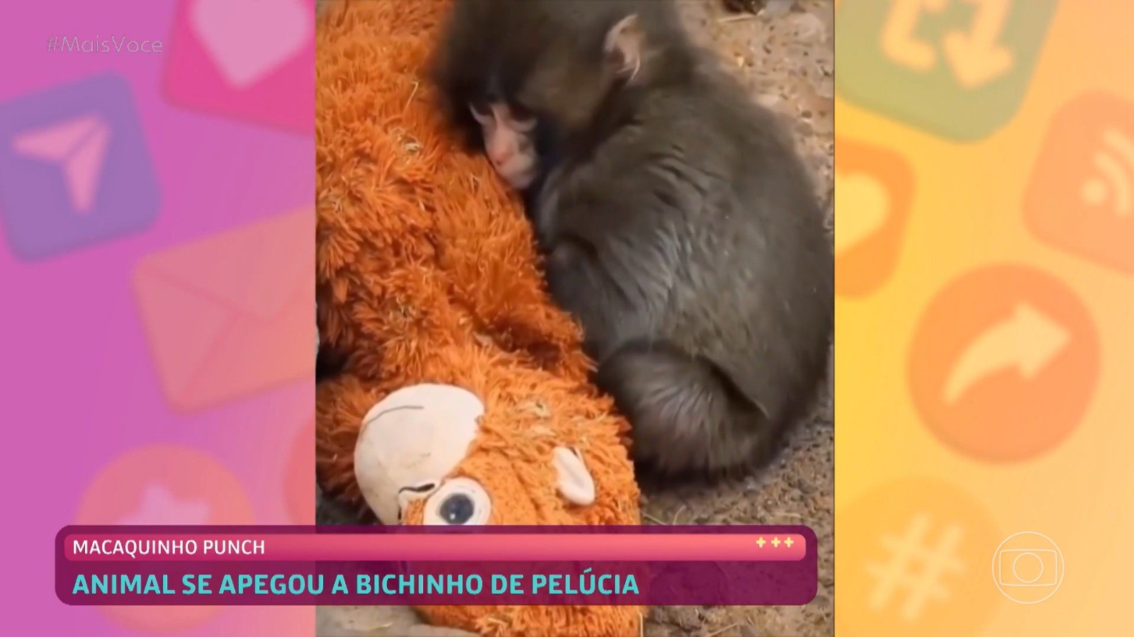 Drama do macaco Punch (que teve final feliz!) viraliza com memes e reações após mobilizar o mundo; veja!