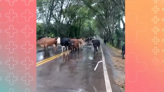 No Mais Você, agricultora mostra vacas que deixaram o campo e fugiram para a rua para se salvarem das enchentes do RS