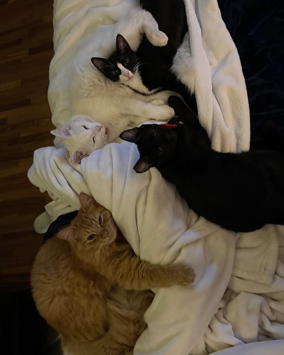 Marina Ruy Barbosa posta fotos de seus últimos dias: 'Antibiótico, cama e gatos' — Foto: Reprodução/Instagram