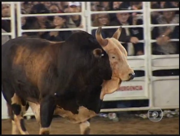 Touro Bandido — Foto: Reprodução/Globo