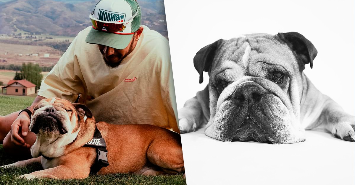 Roscoe, cão de Lewis Hamilton que morreu, era famoso nas redes sociais; conheça