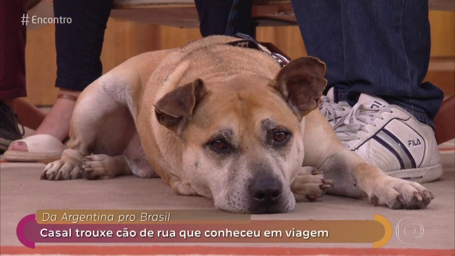 Cachorro Fila Brasileiro - Encontros Pet