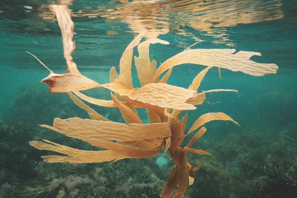 Desenvolvendo aqüicultura sustentável de algas marinhas em Belize Webinar