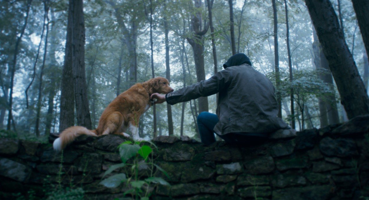 Protagonizado por cachorro, 'Bom Menino' entrega filme de terror sob a perspectiva de um bicho de estimação