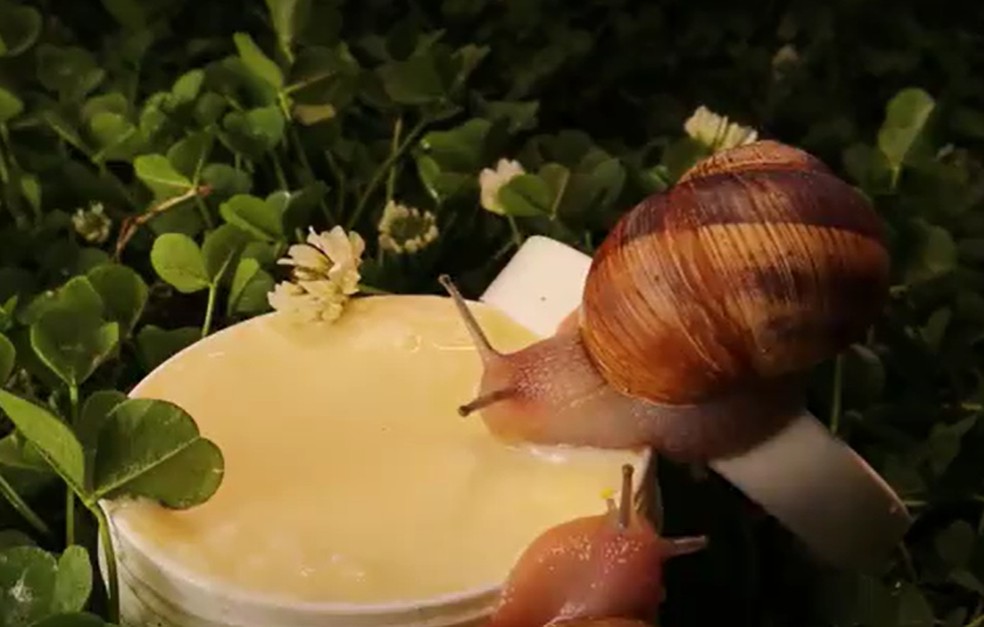 A baba de caracol é um componente usando em cremes para a pele — Foto: Reuters