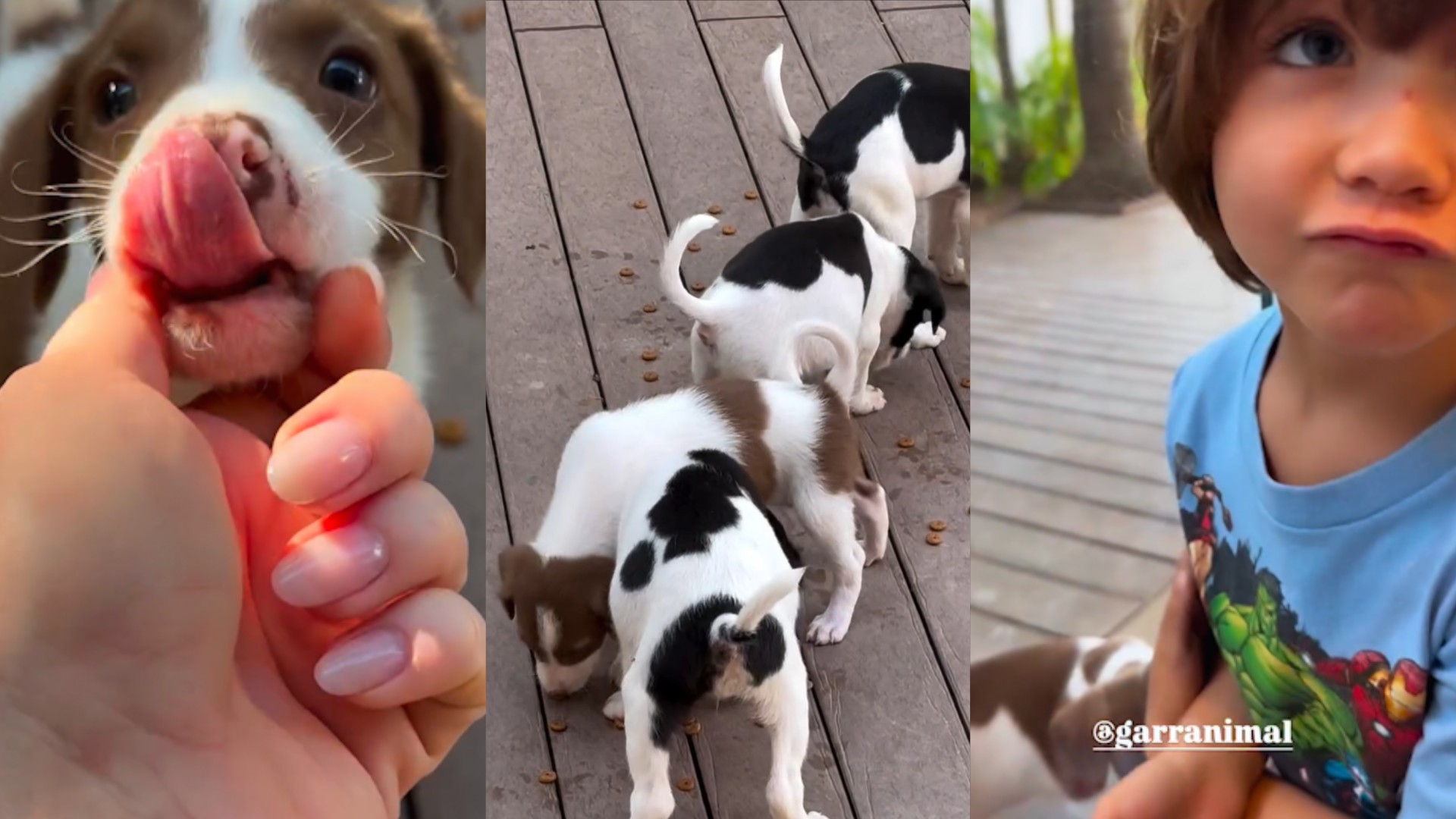 Giovanna Ewbank resgata oito filhotes de cachorro na estrada e coloca para adoção