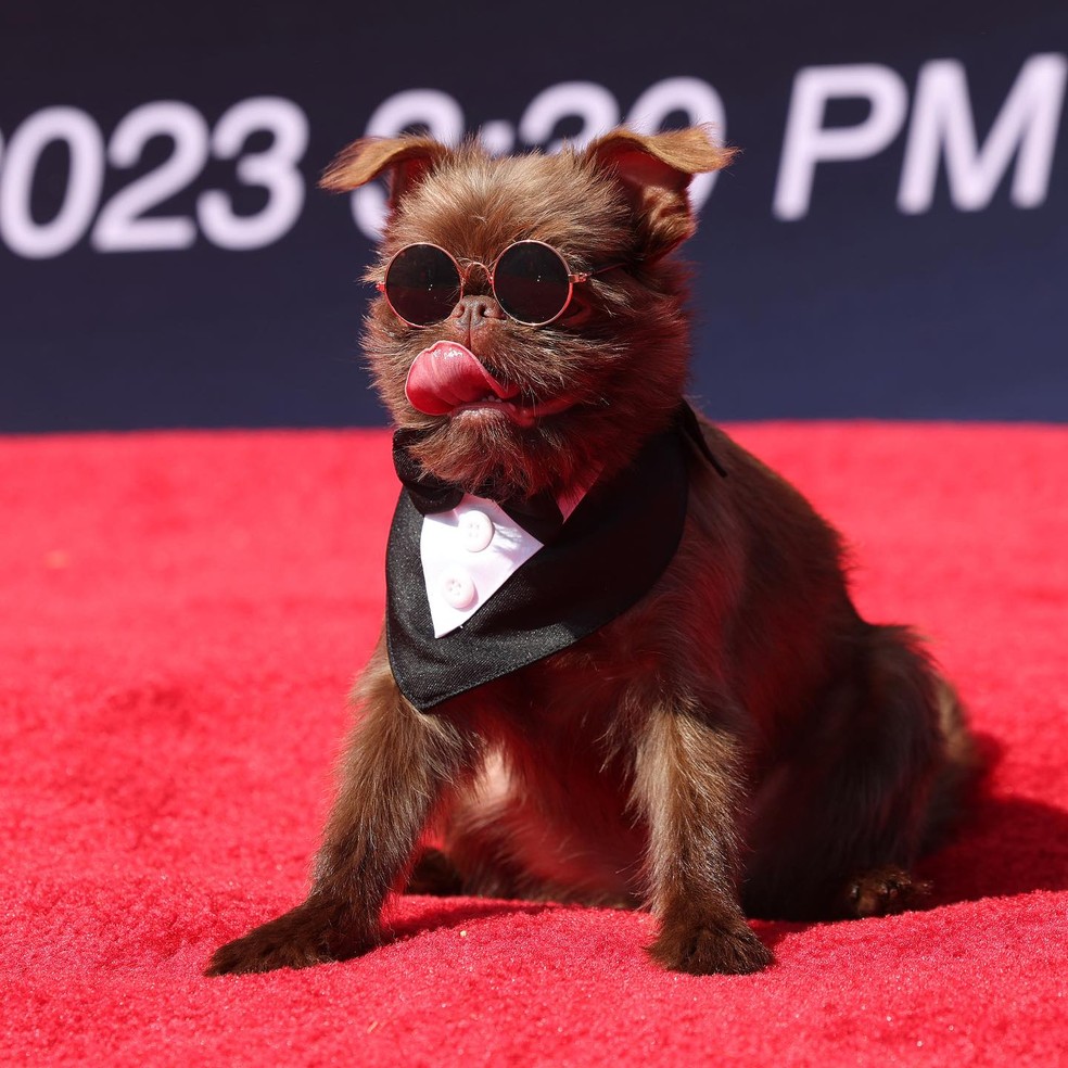 Cachorros estiveram em première de 'Patrulha Canina: O Filme' — Foto: Instagram/Guinness Book