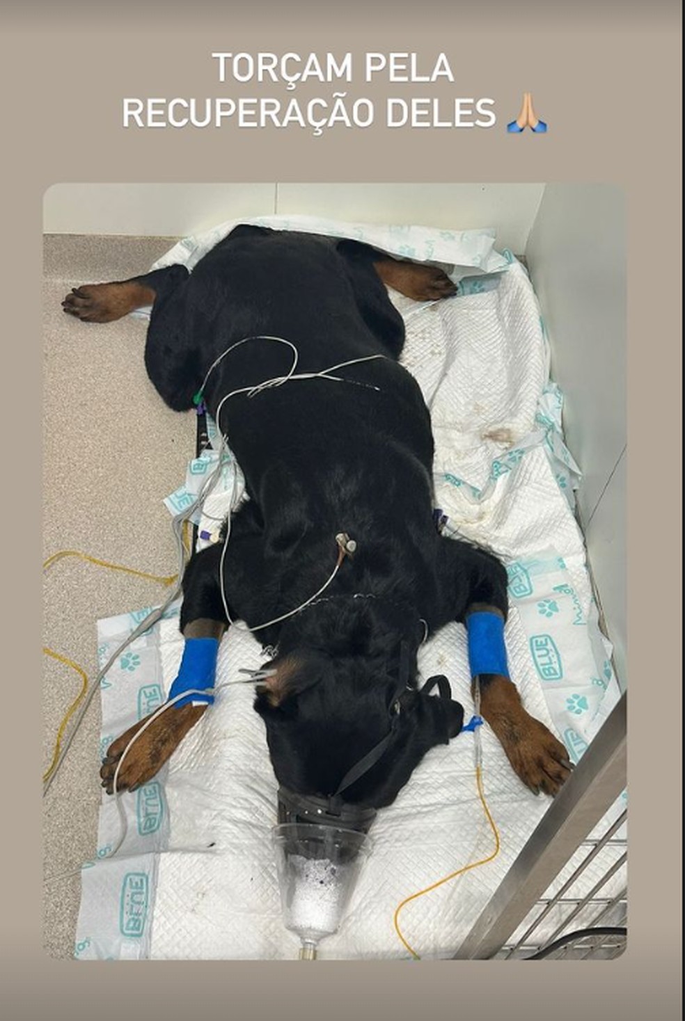 Cauiã Reymond explica que seus cães foram envenenados — Foto: Instagram
