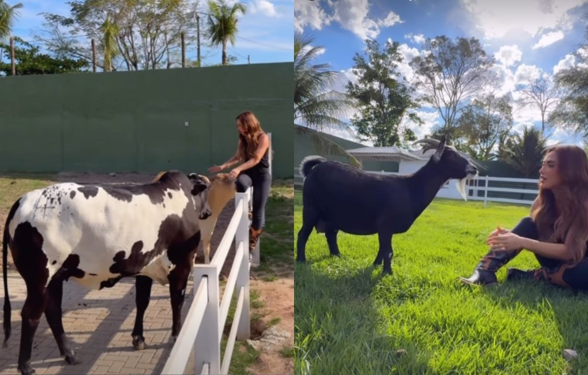 Nicole Bahls mostra bichos 'famosos' do seu sítio e dá beijo na boca da sua vaca, Anitta: 'A mãe comeu capim'