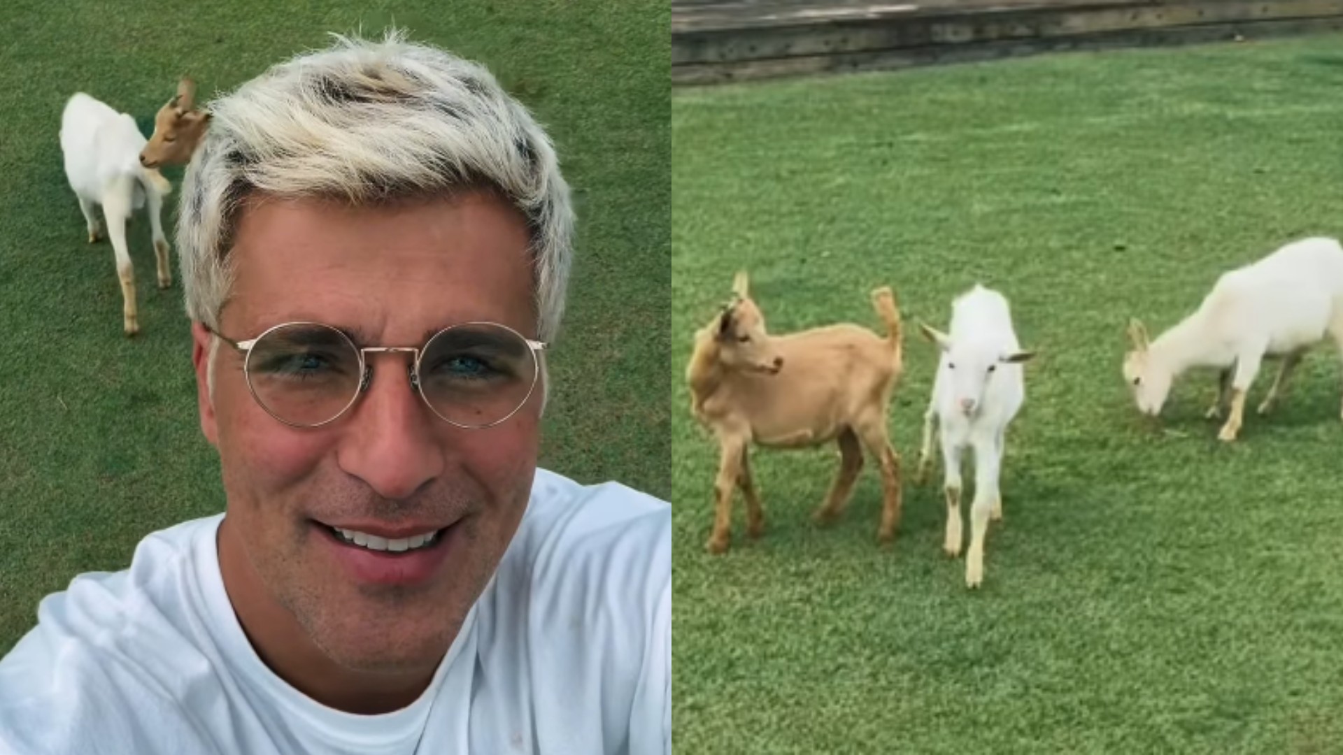 Bruno Gagliasso acredita que mini cabra que ganhou de aniversário está prenha: 'O que vocês acham?'