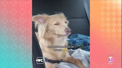 Mais Você comemora dia do cachorro vira lata