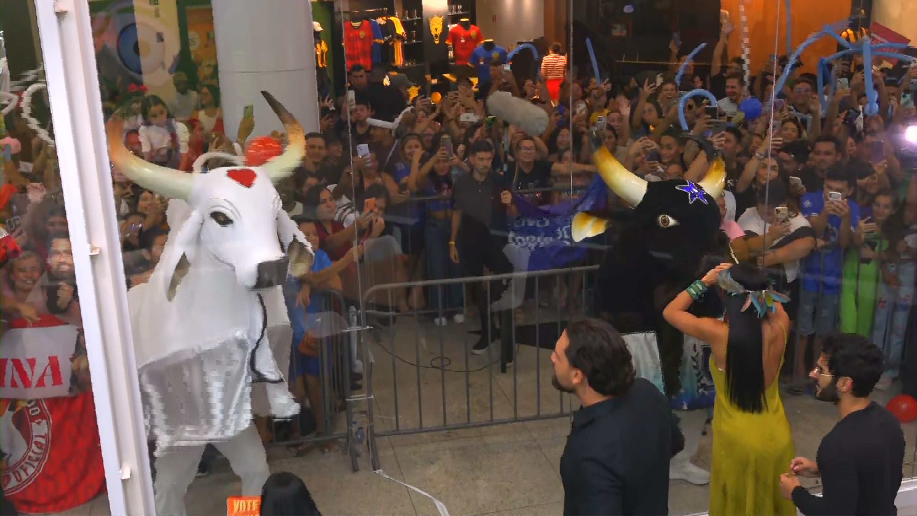 Bois Caprichoso e Garantido 'transformam' Casa de Vidro do Norte em bumbódromo