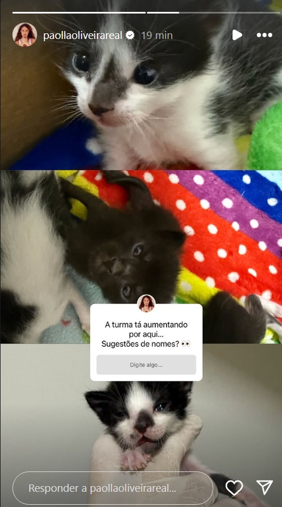Paolla Oliveira adota gatos e pede dicas de nomes: 'Turminha aumentando'
