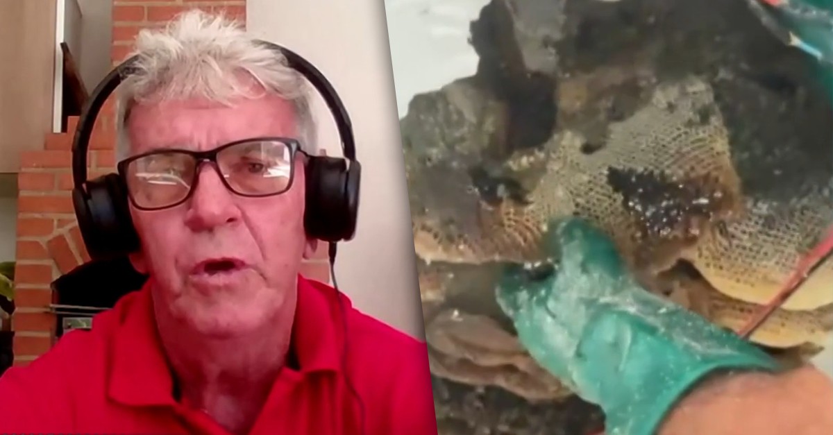 Colmeia com 85 mil abelhas em casa no Espírito Santo impressionou até apicultor com 40 anos de experiência: 'Surpreso'