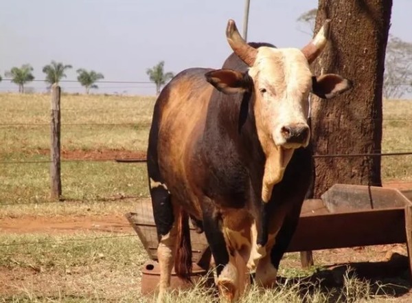 O Touro Bandido foi um dos destaques de América — Foto: Reprodução