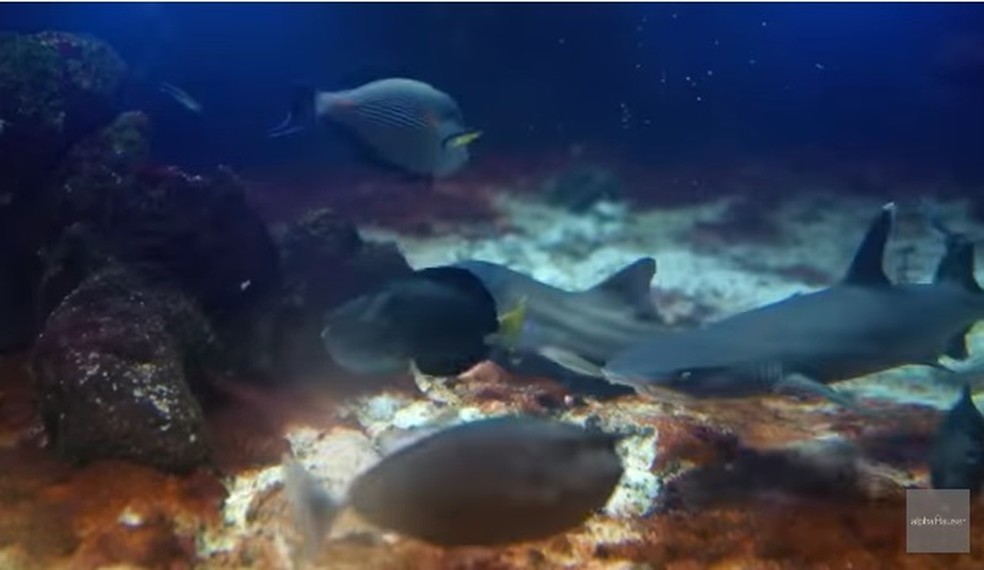 Vídeo: Bianca Andrade participa do 4º episódio de Shark Tank Brasil
