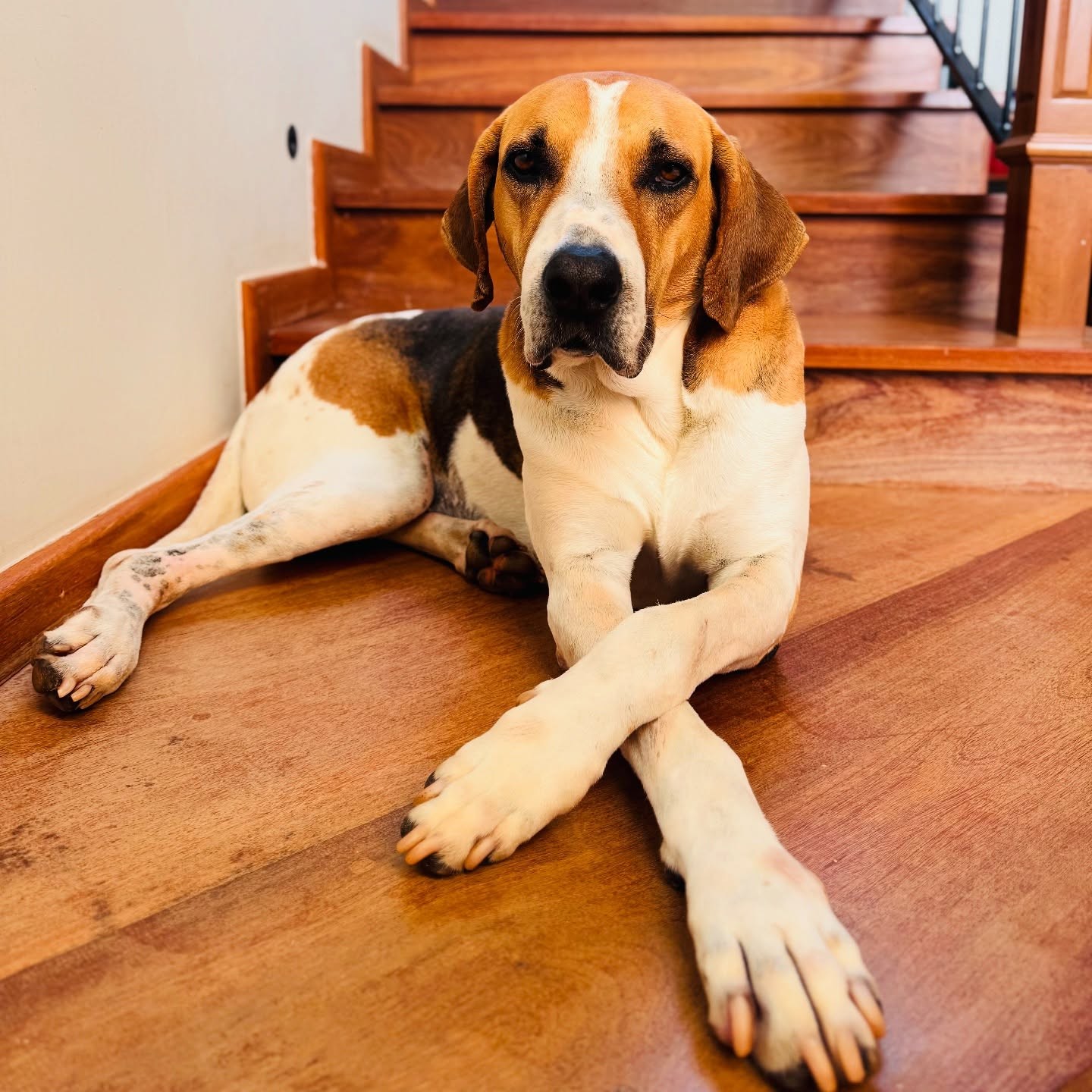 Vinícius, da dupla com João Bosco, lamenta morte do cachorro Jeová: 'Um anjo disfarçado'